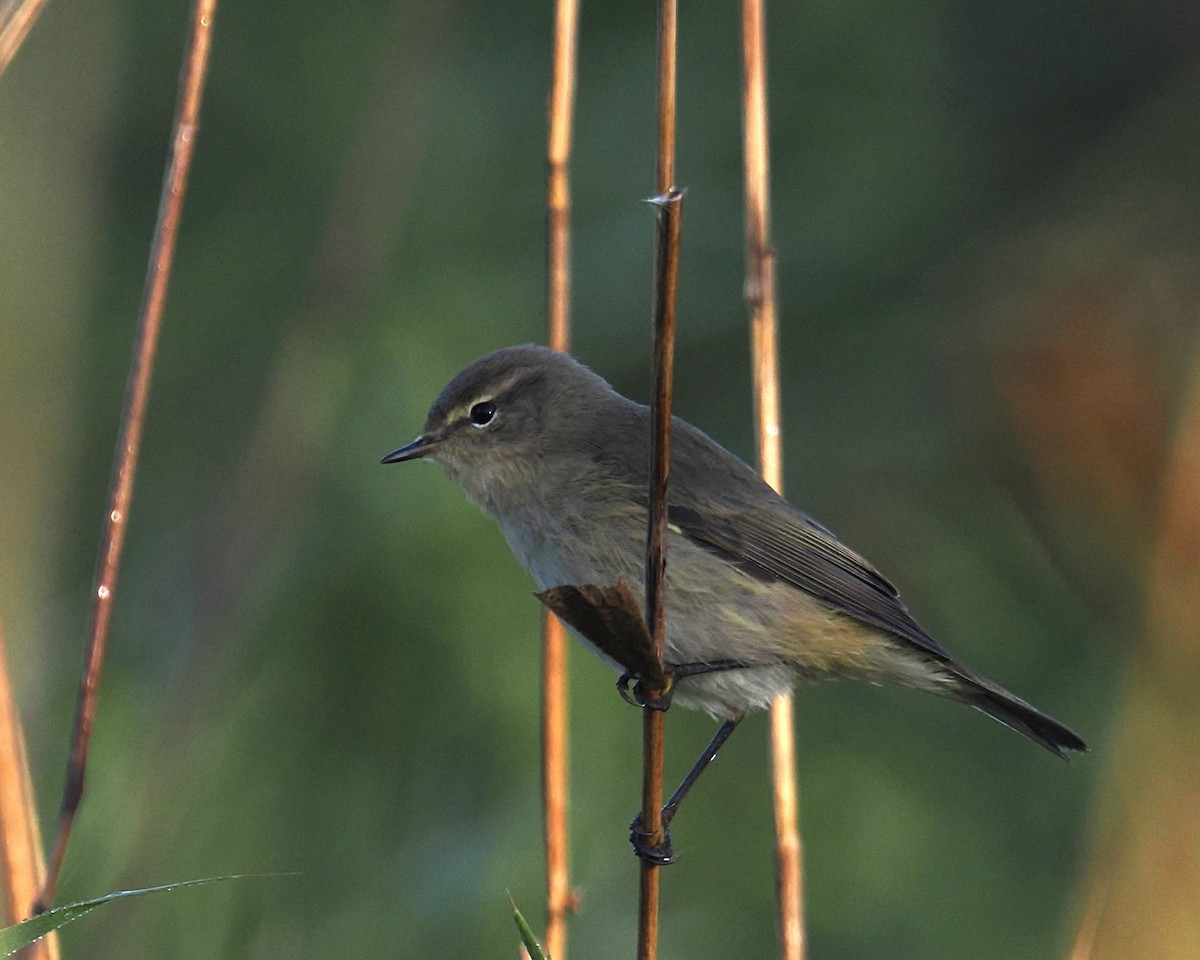 Common Chiffchaff - ML644676213