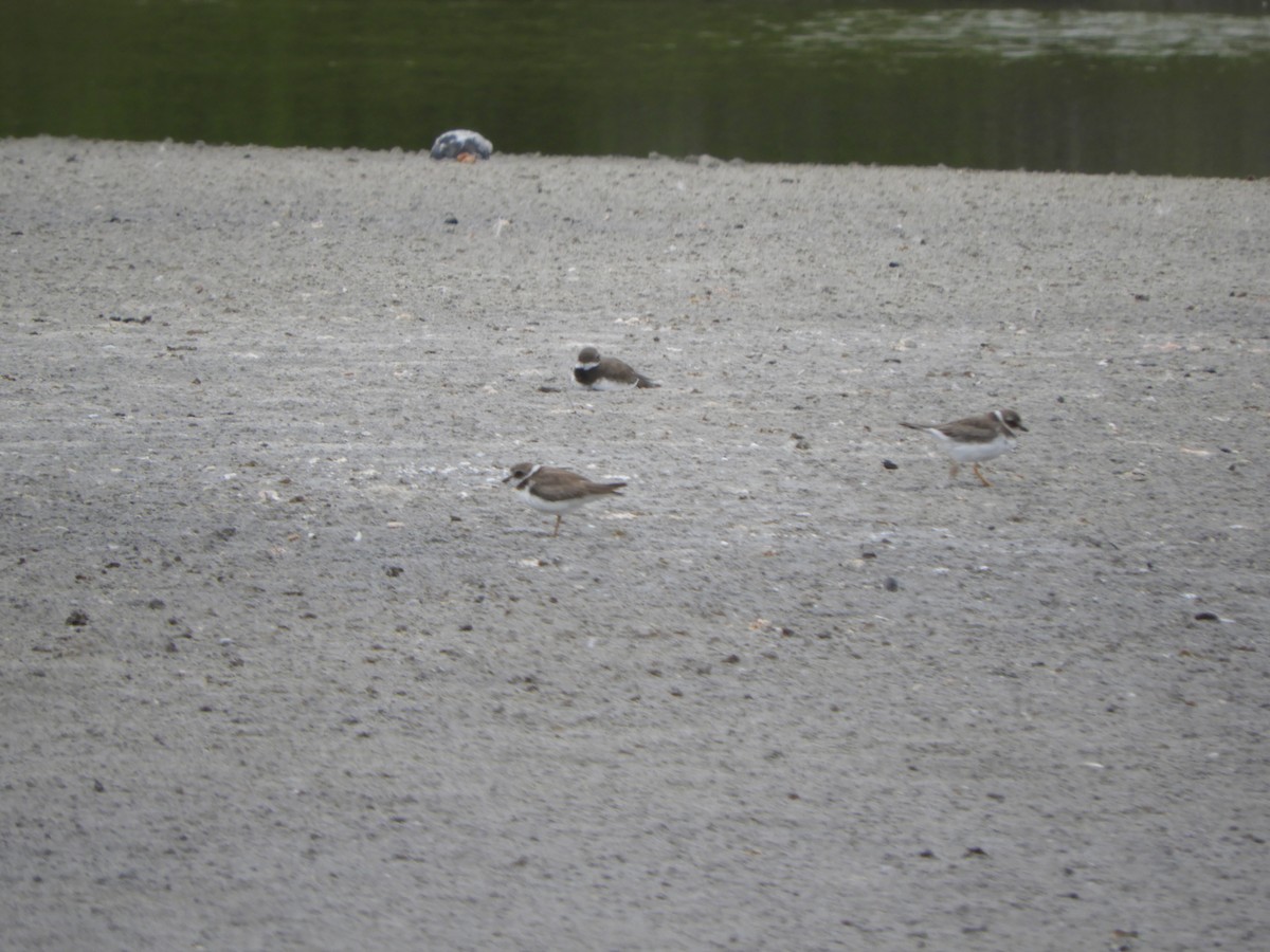 Semipalmated Plover - ML644676220