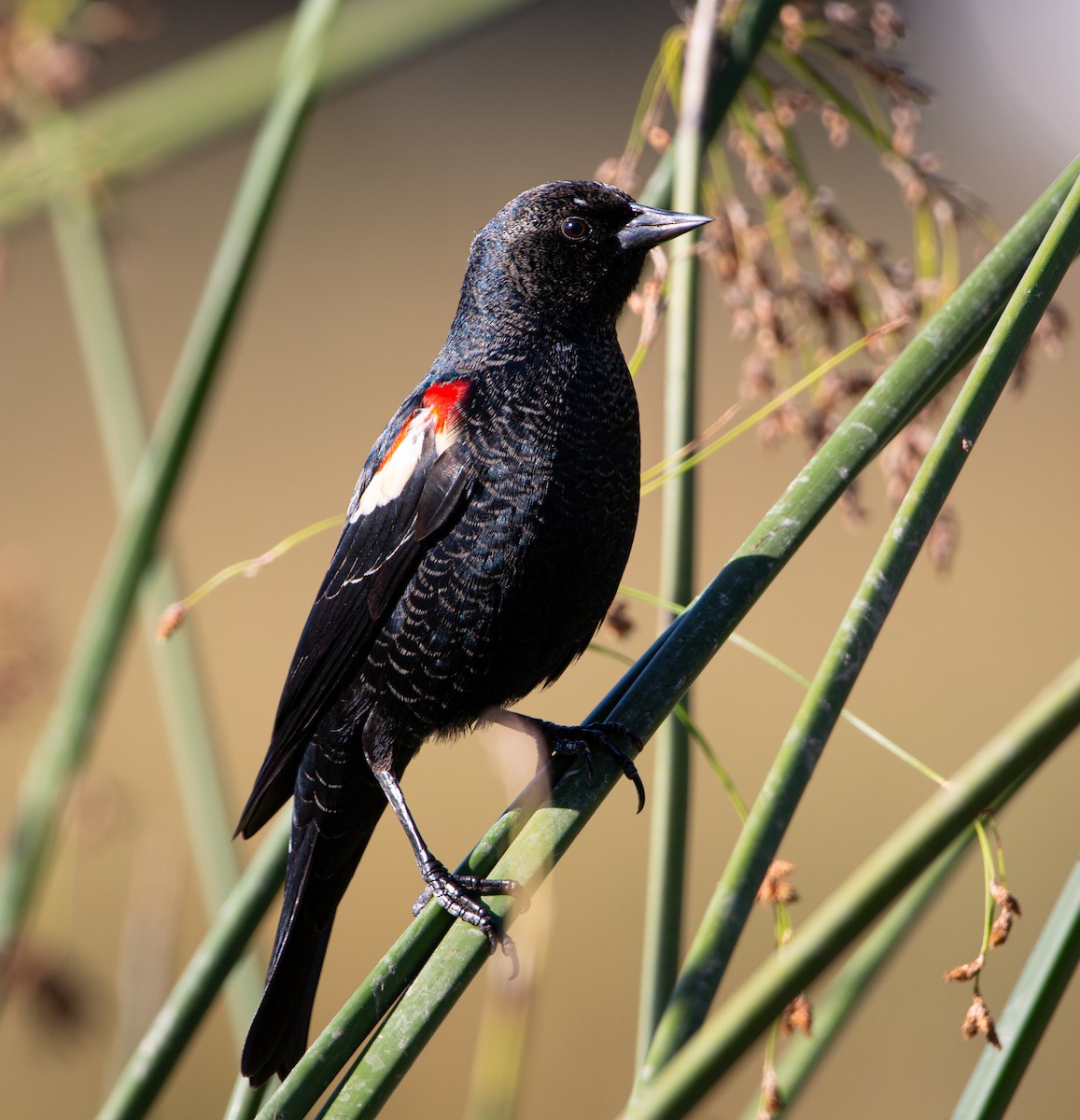 Tricolored Blackbird - ML644676223