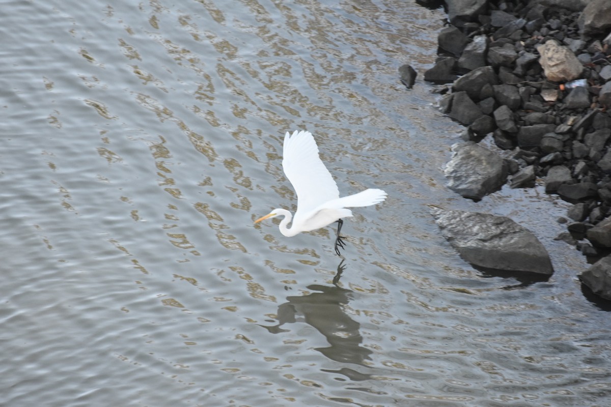 Silberreiher - ML644676225