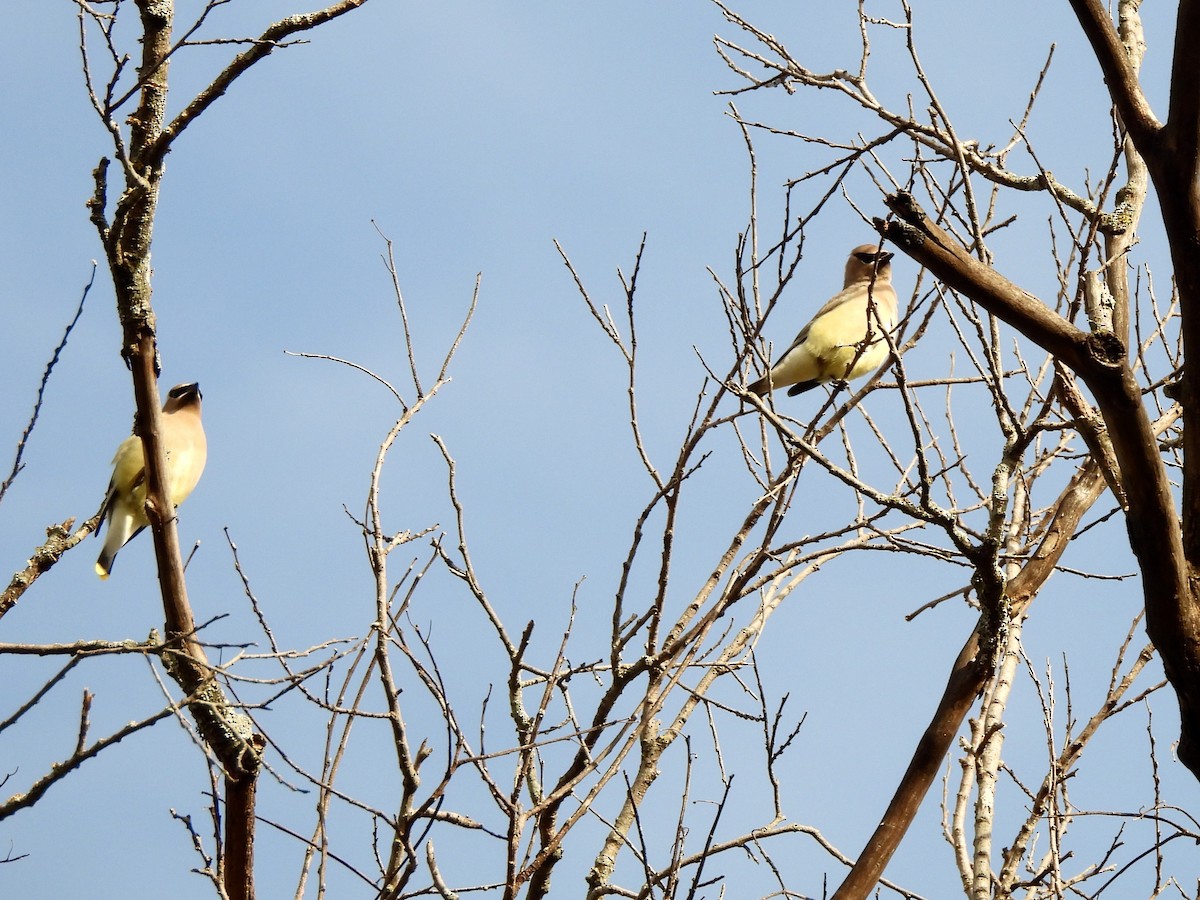 Cedar Waxwing - ML644676226