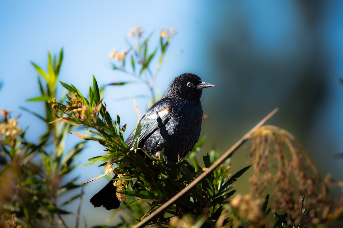Tricolored Blackbird - ML644676230