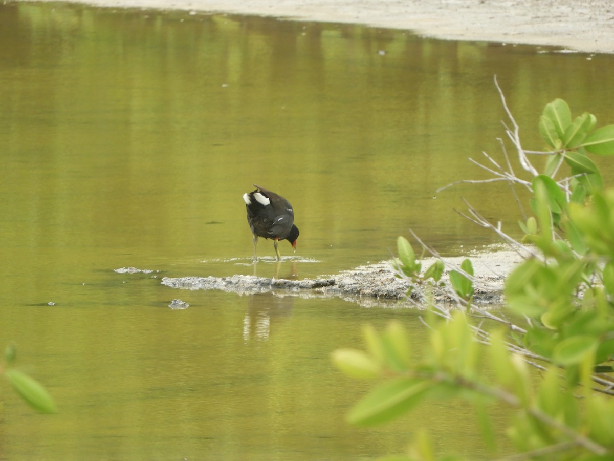 Курочка латиноамериканська - ML644676233