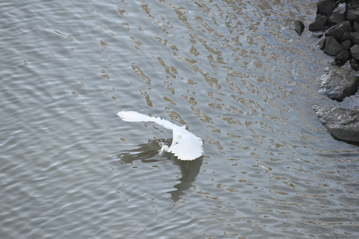 Silberreiher - ML644676235