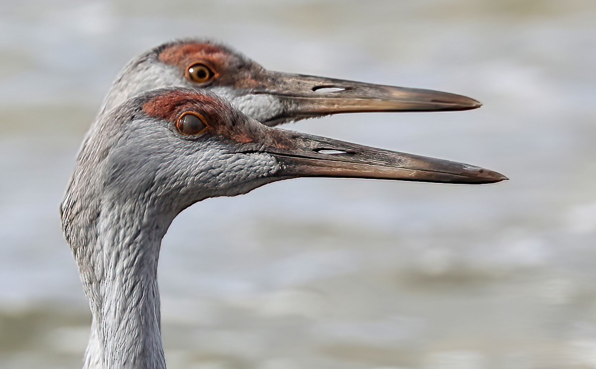 Sandhill Crane - ML644676247
