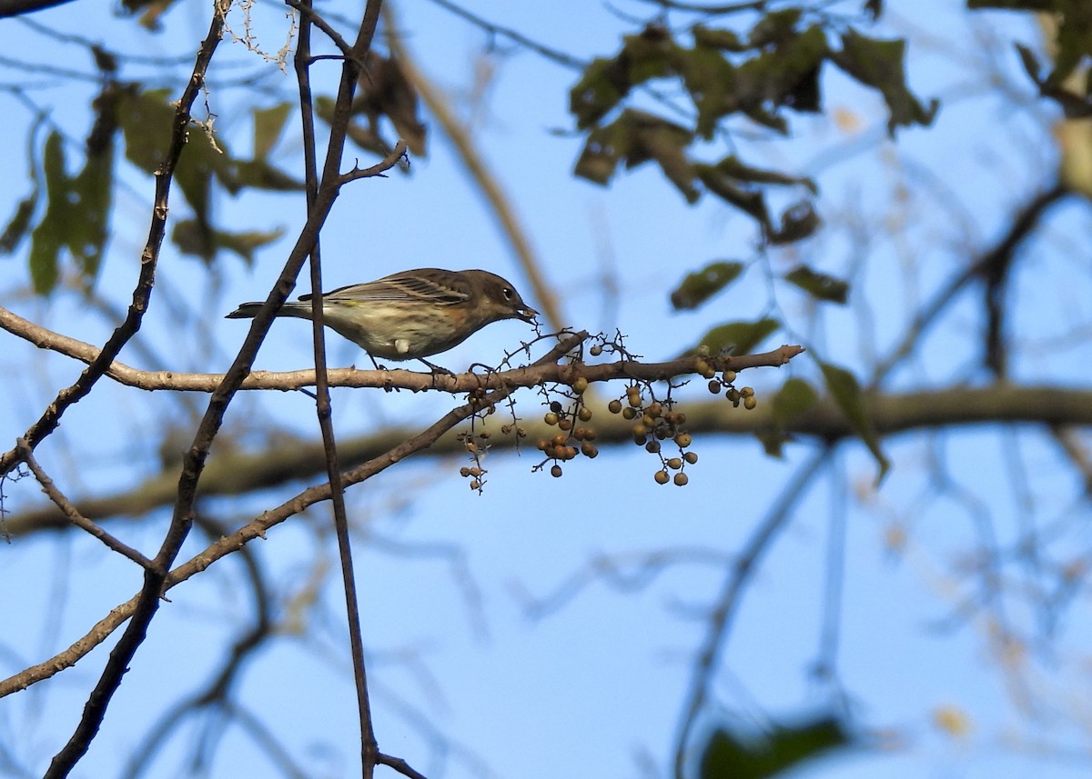 Yellow-rumped Warbler - ML644676248