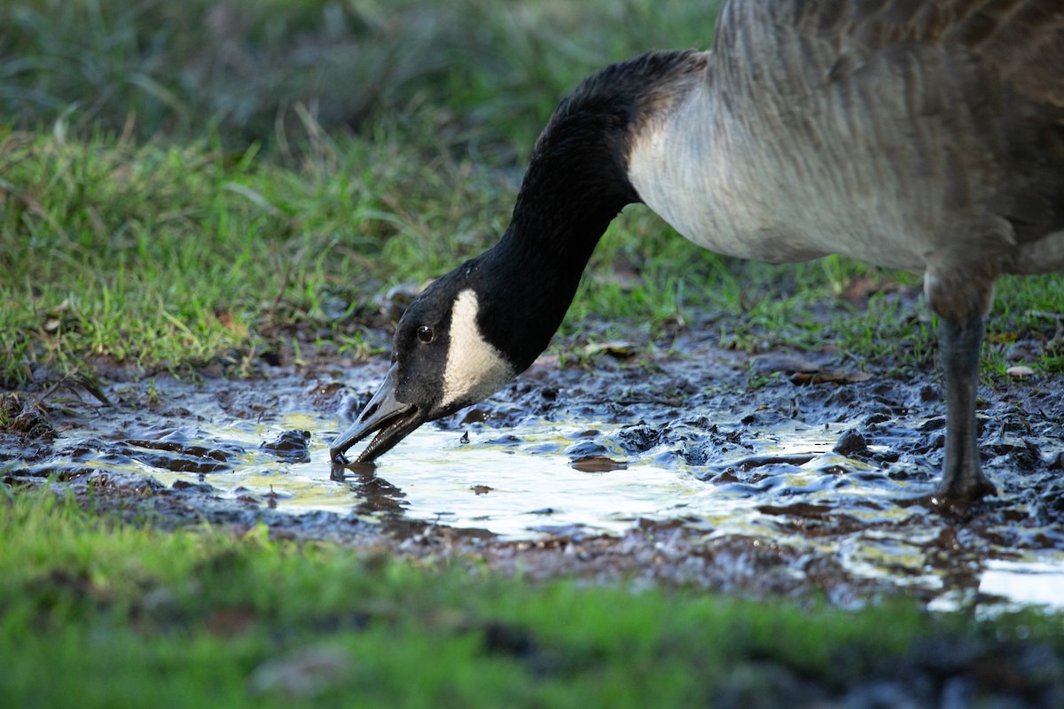 Canada Goose - ML644676250