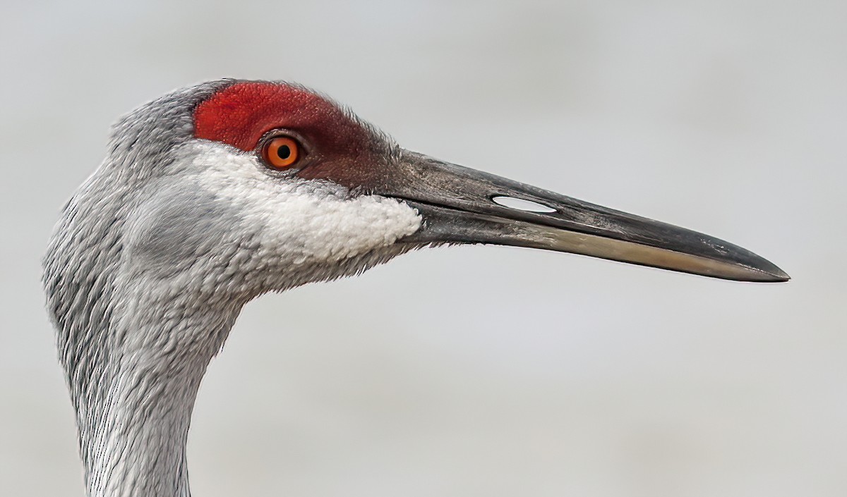 Sandhill Crane - ML644676251