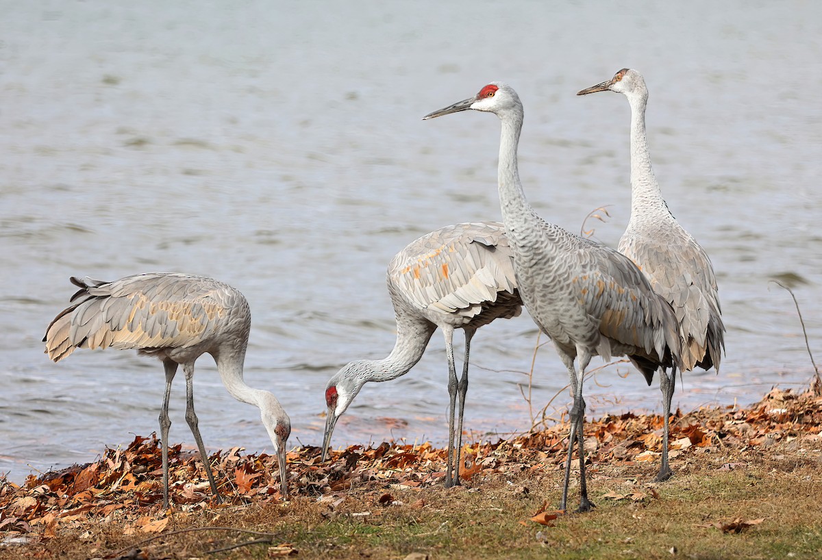Sandhill Crane - ML644676252