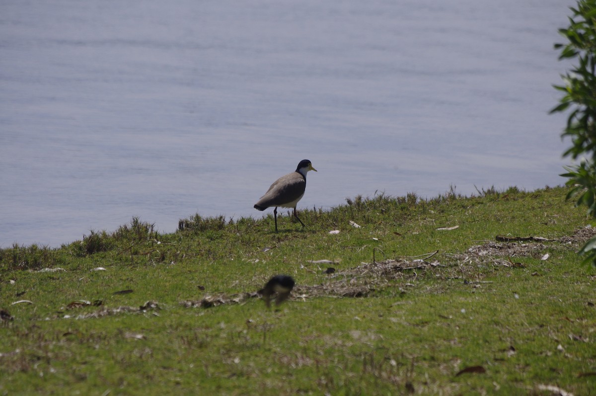 Hegabera maskaraduna - ML644676254