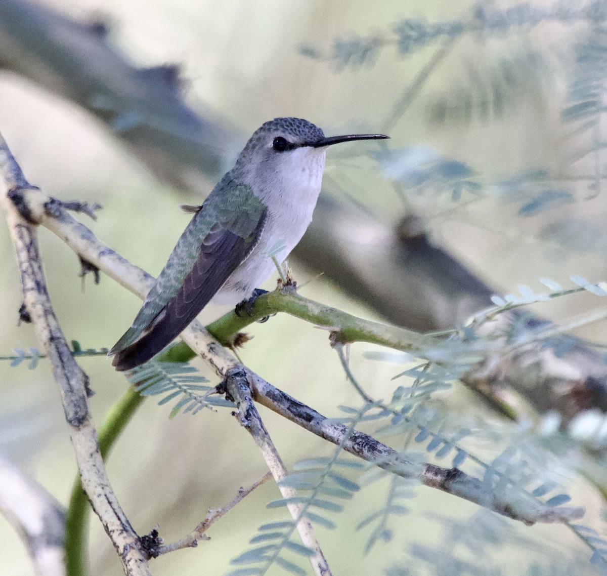 Costa's Hummingbird - ML644676259