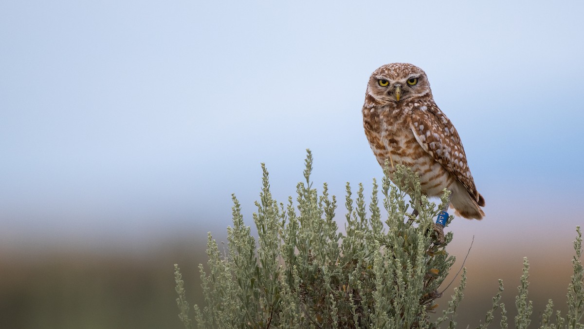 Burrowing Owl - ML644676266