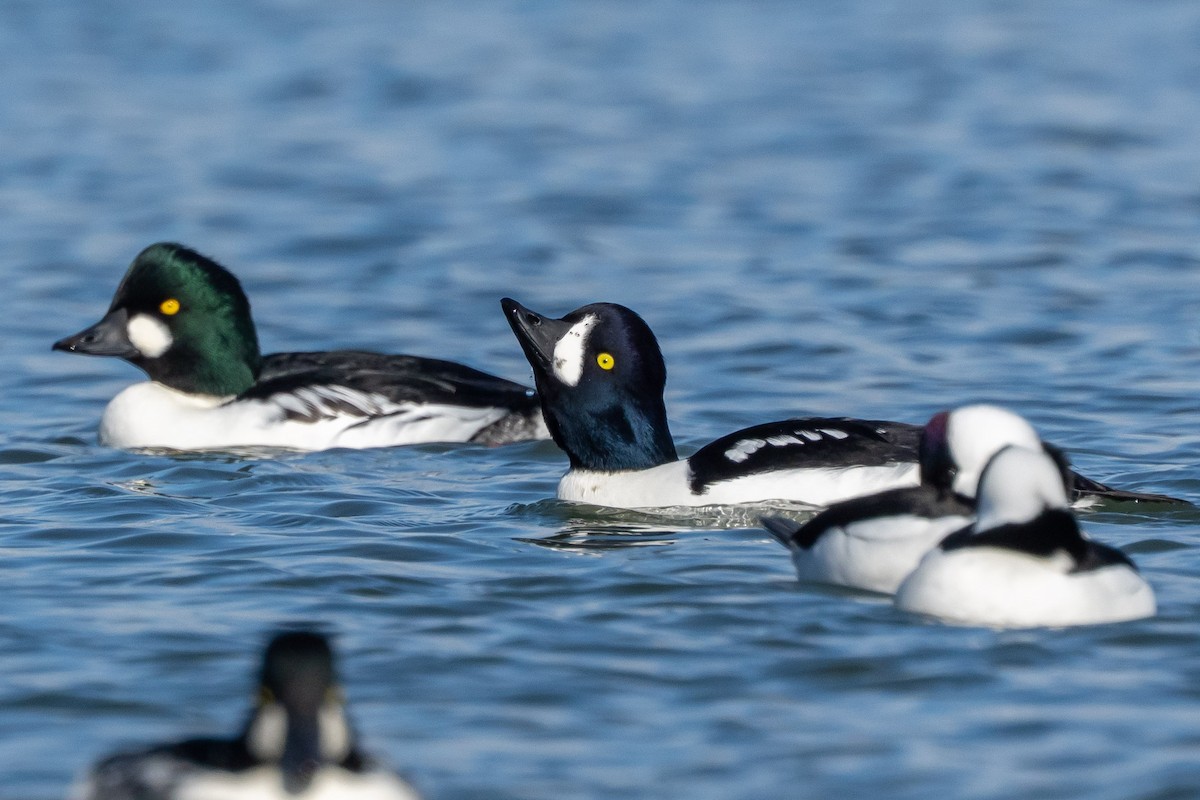 Murgilari islandiarra - ML644676269