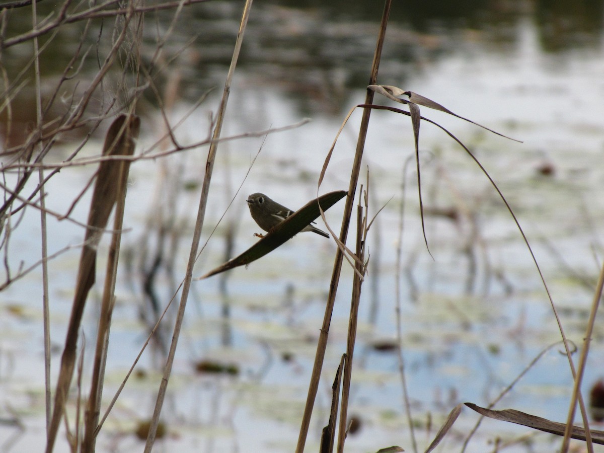 Ruby-crowned Kinglet - ML644676272