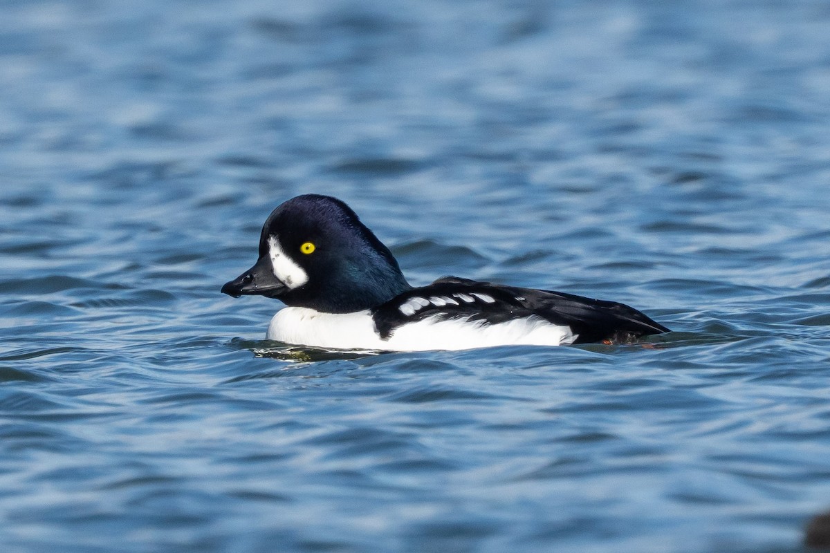 Murgilari islandiarra - ML644676275