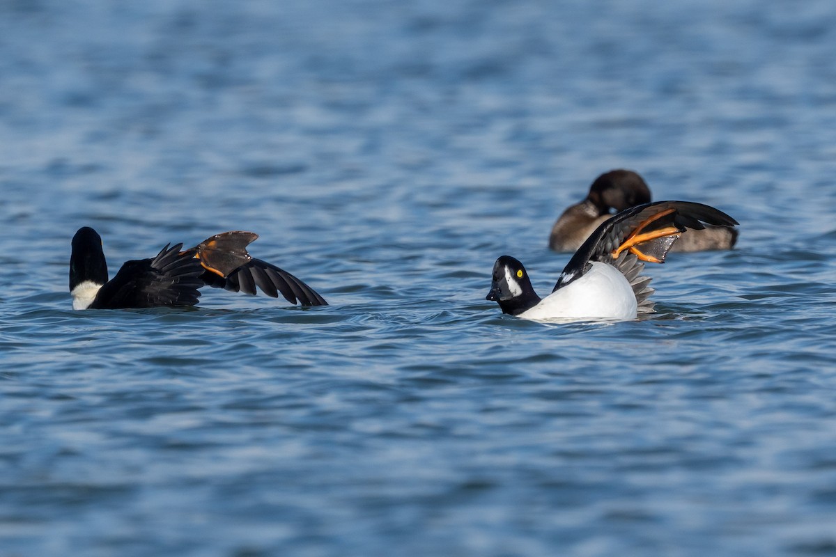 Murgilari islandiarra - ML644676277