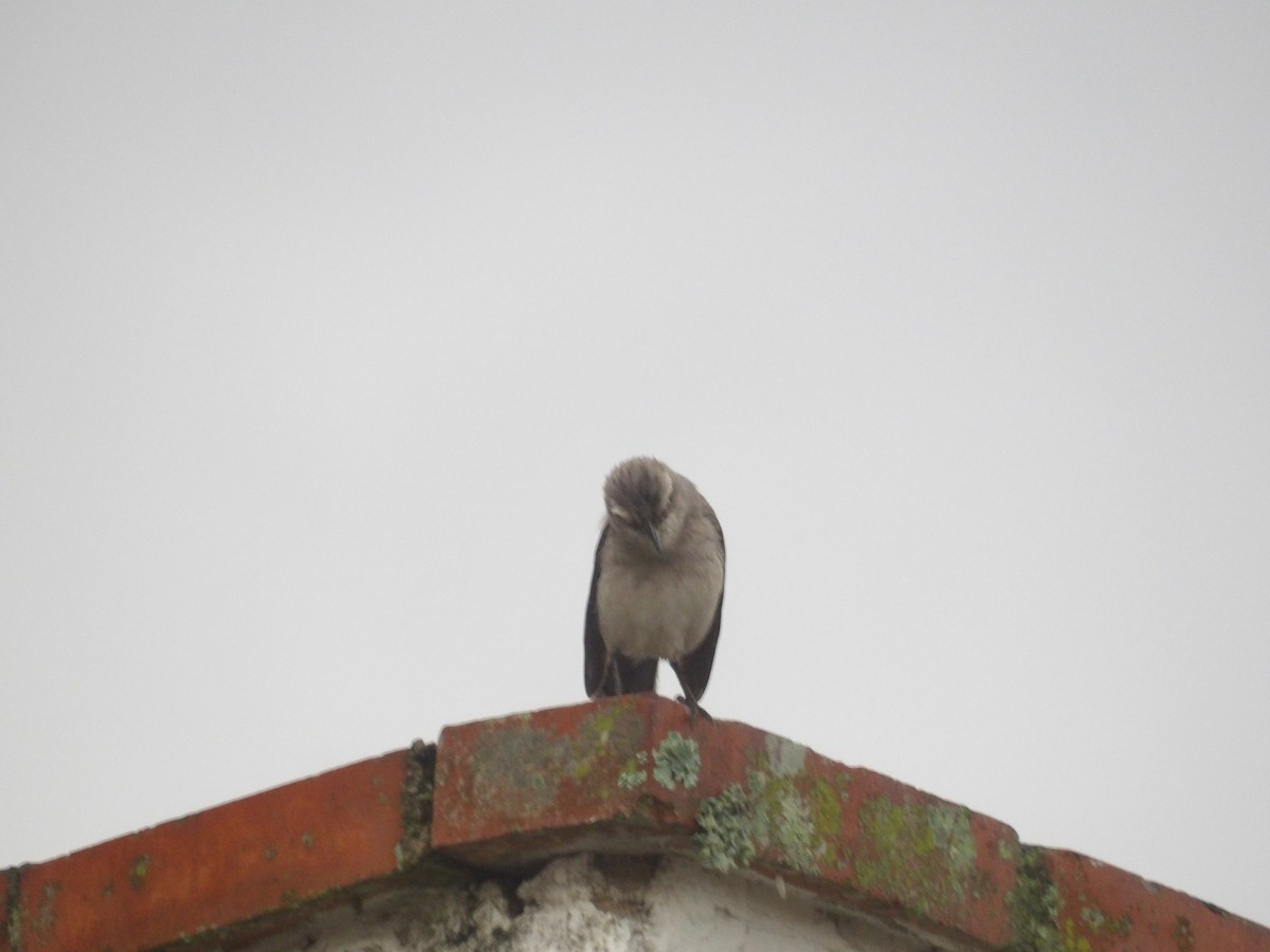 Tropikal Taklitçi [gilvus grubu] - ML644676283