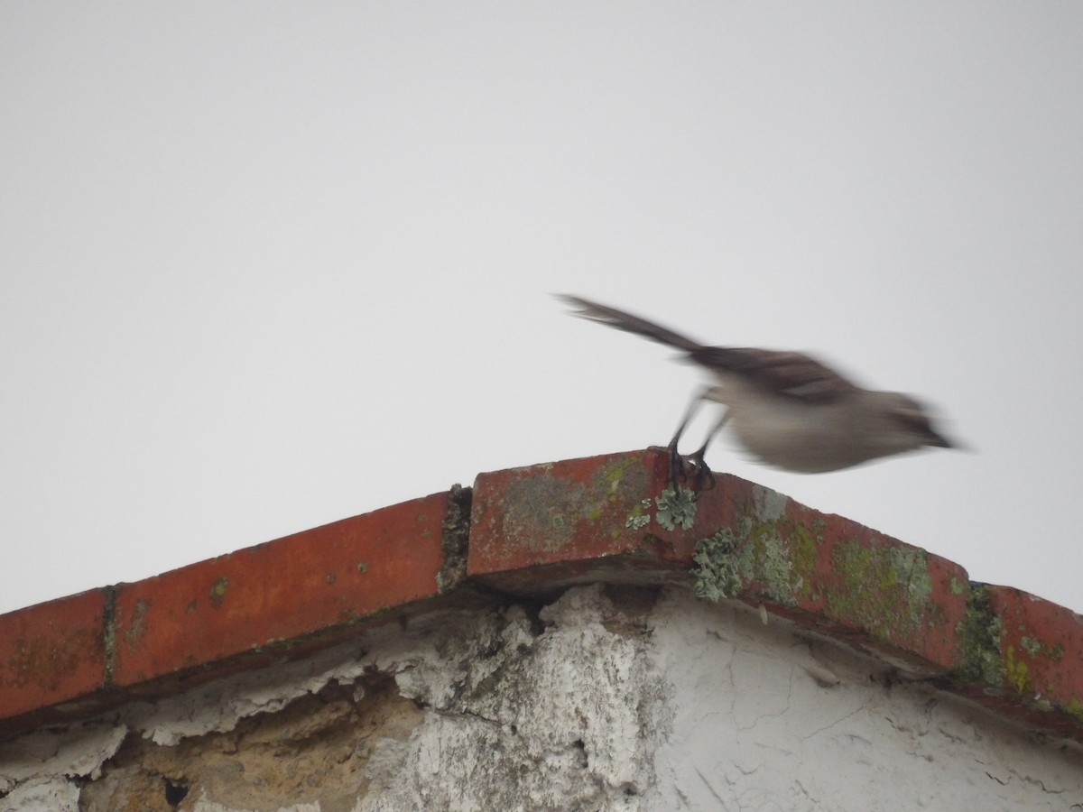 Tropikal Taklitçi [gilvus grubu] - ML644676285