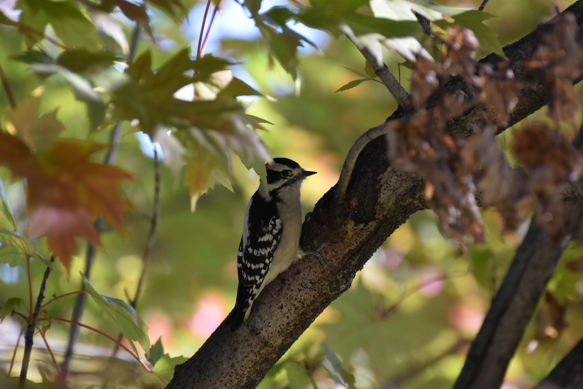 Downy Woodpecker - ML644676286