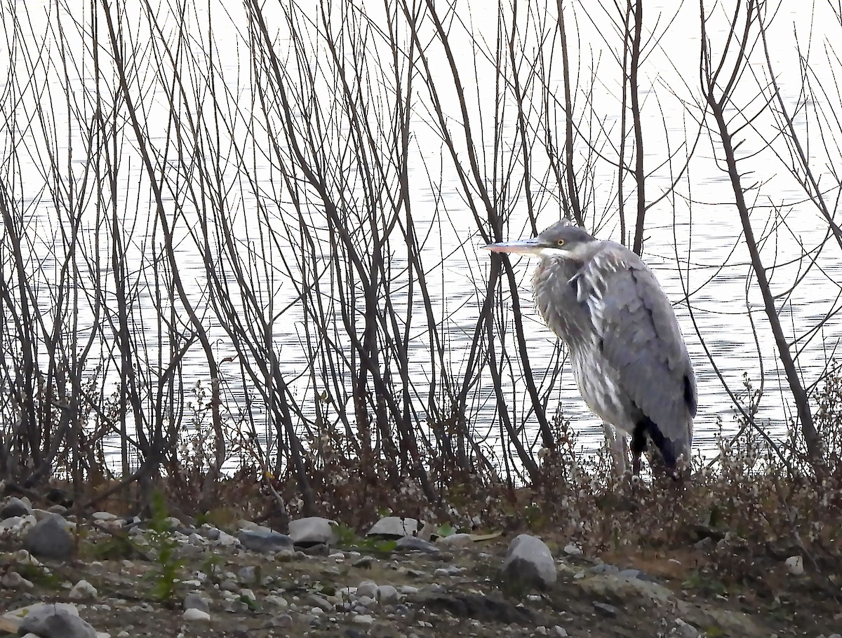 volavka velká - ML644676289