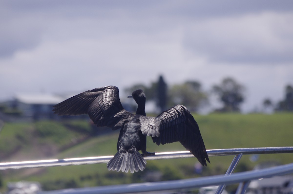 Little Black Cormorant - ML644676291