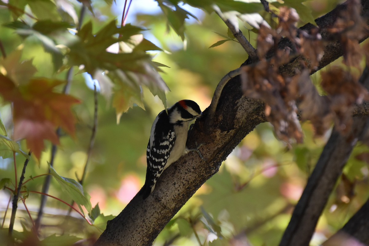 Downy Woodpecker - ML644676293