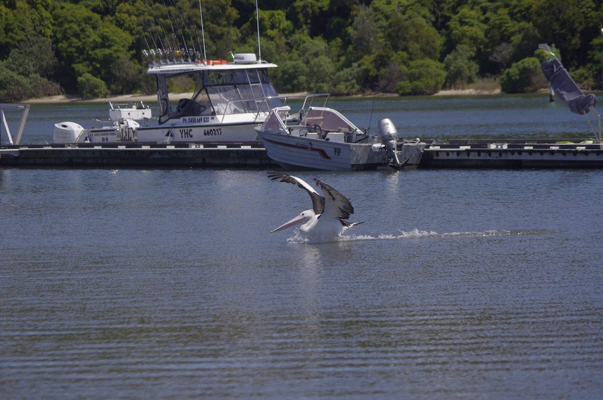Australian Pelican - ML644676294
