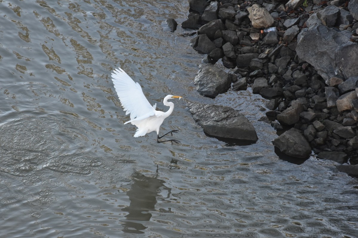 Silberreiher - ML644676298