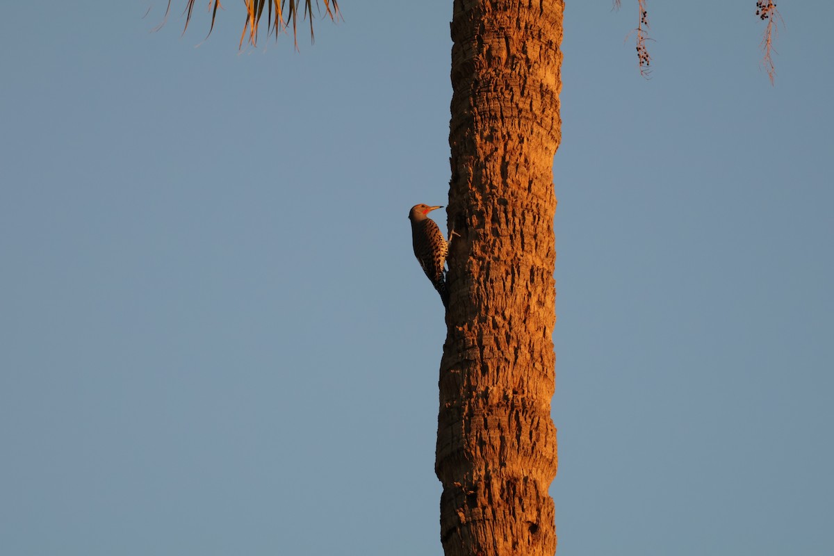 Northern Flicker - ML644676299