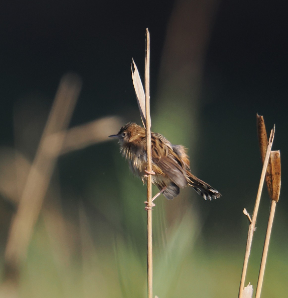 Zitting Cisticola - ML644676303