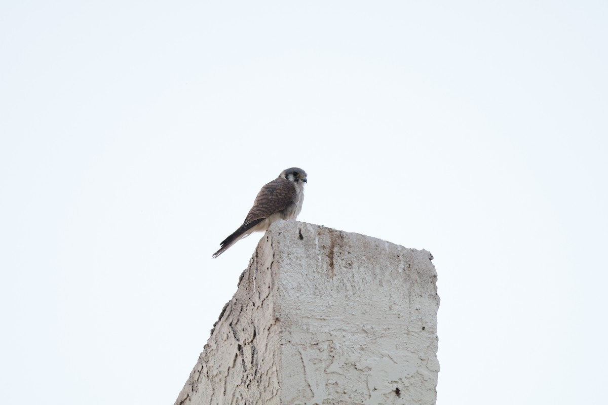 American Kestrel - ML644676312