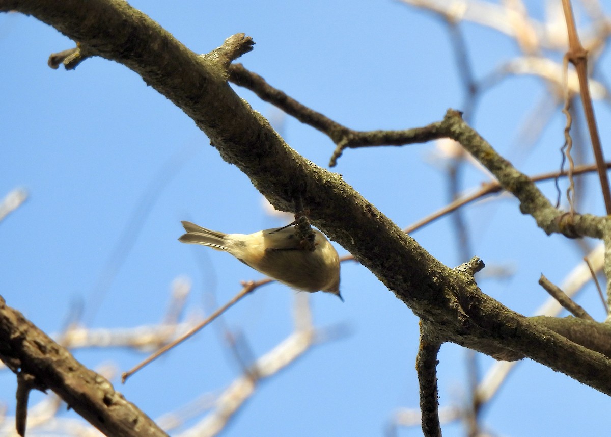 Golden-crowned Kinglet - ML644676316