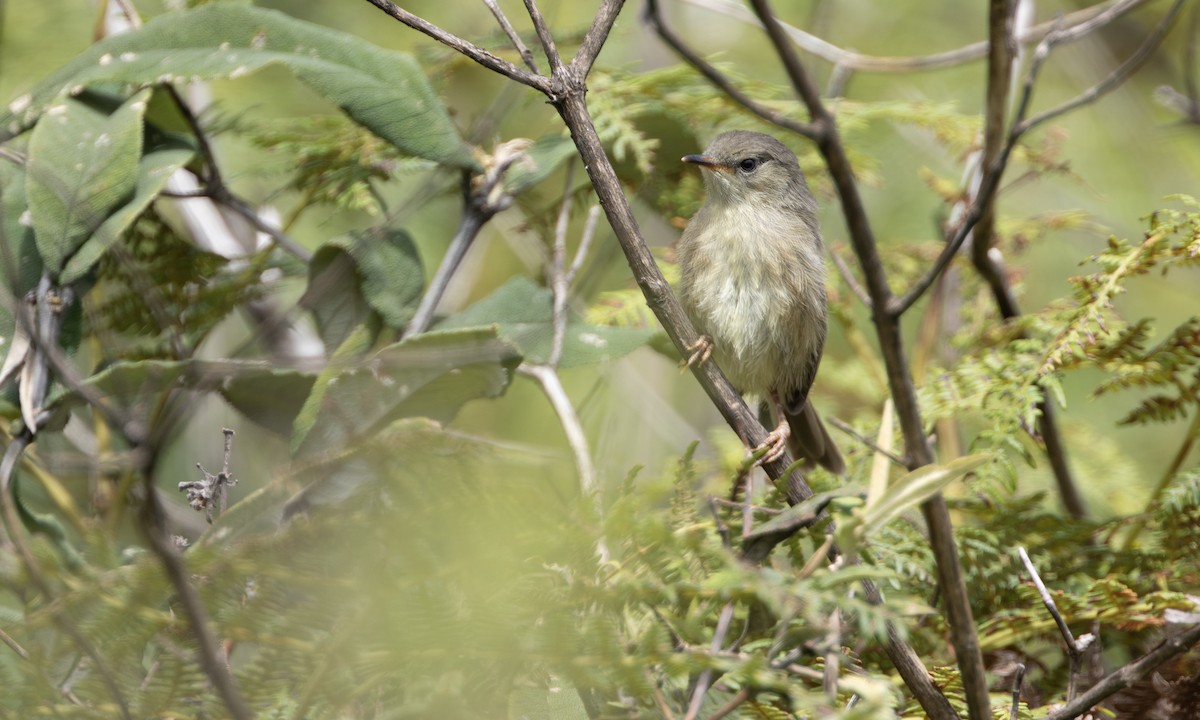 sotprinia - ML644676319