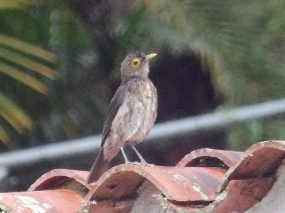 Spectacled Thrush - ML644676327