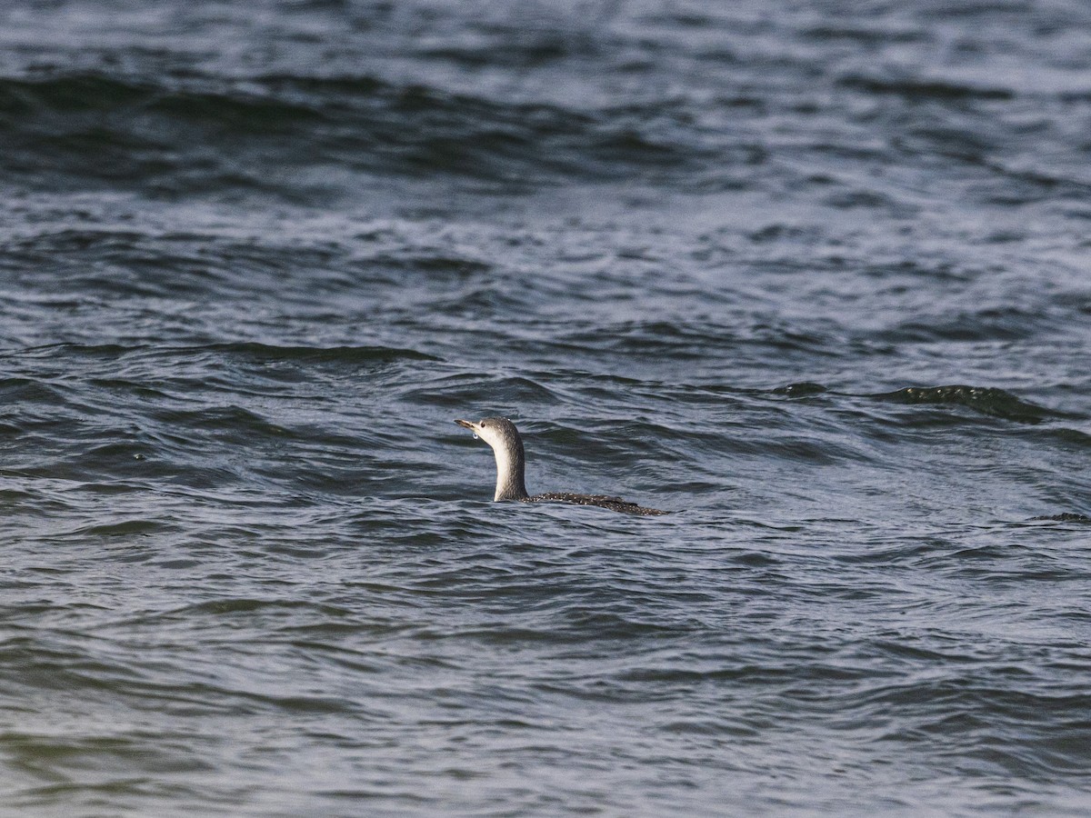 紅喉潛鳥 - ML644676329