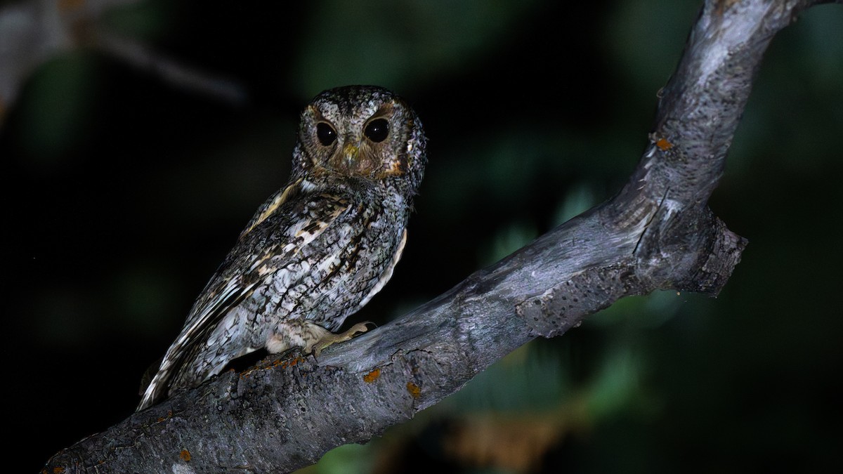 Flammulated Owl - ML644676333