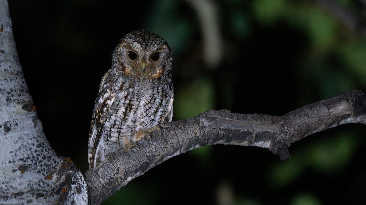 Flammulated Owl - ML644676335