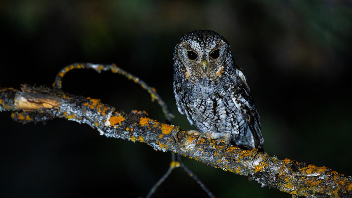 Flammulated Owl - ML644676336
