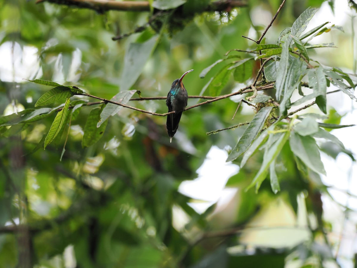 Green Hermit - ML644676345