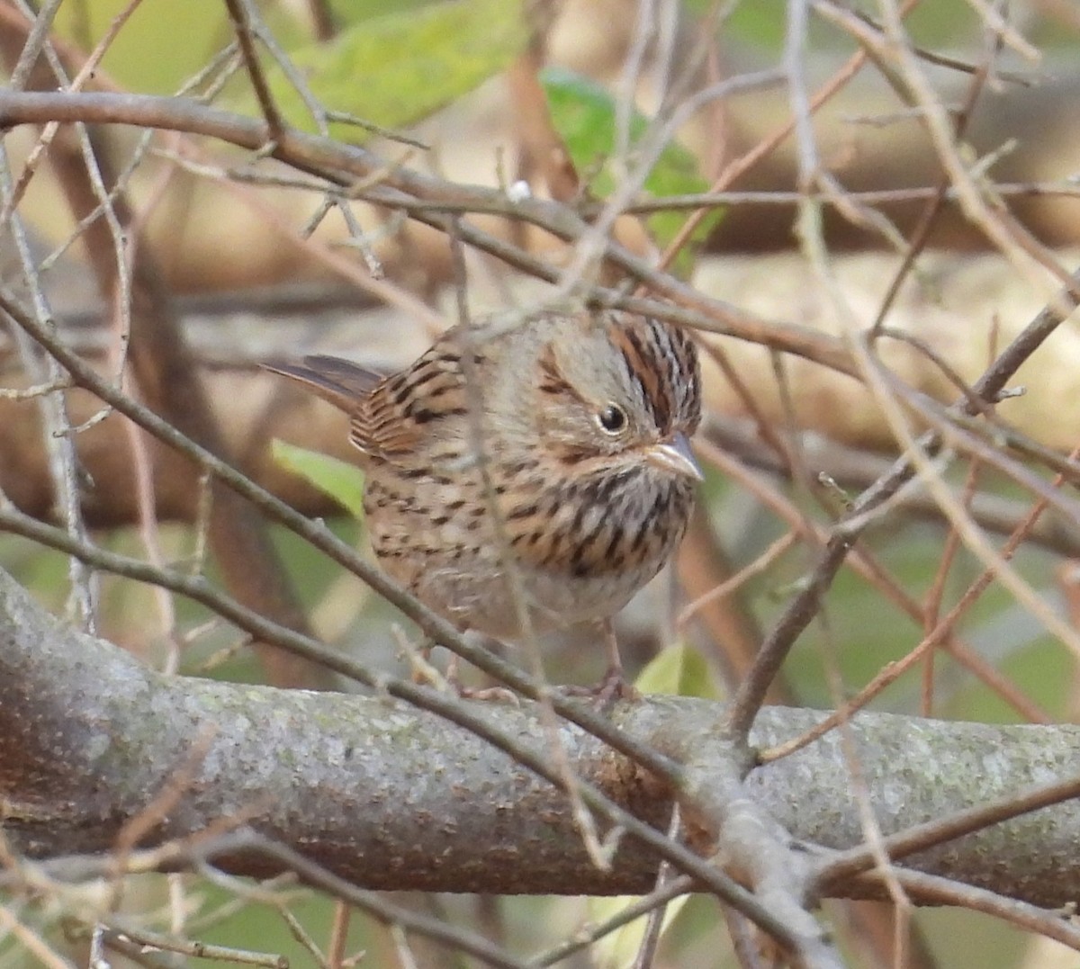 gråbrynspurv - ML644676348