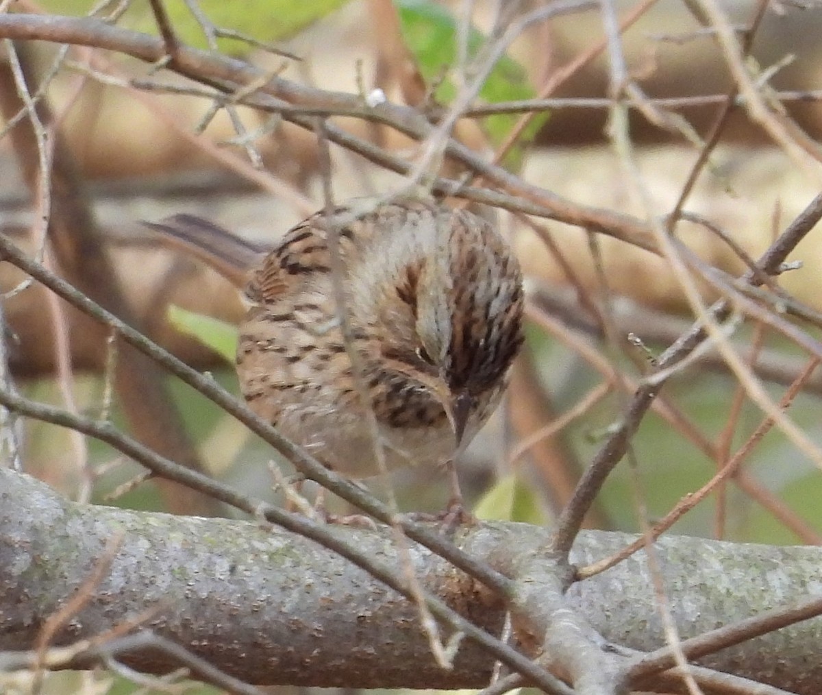 gråbrynspurv - ML644676349