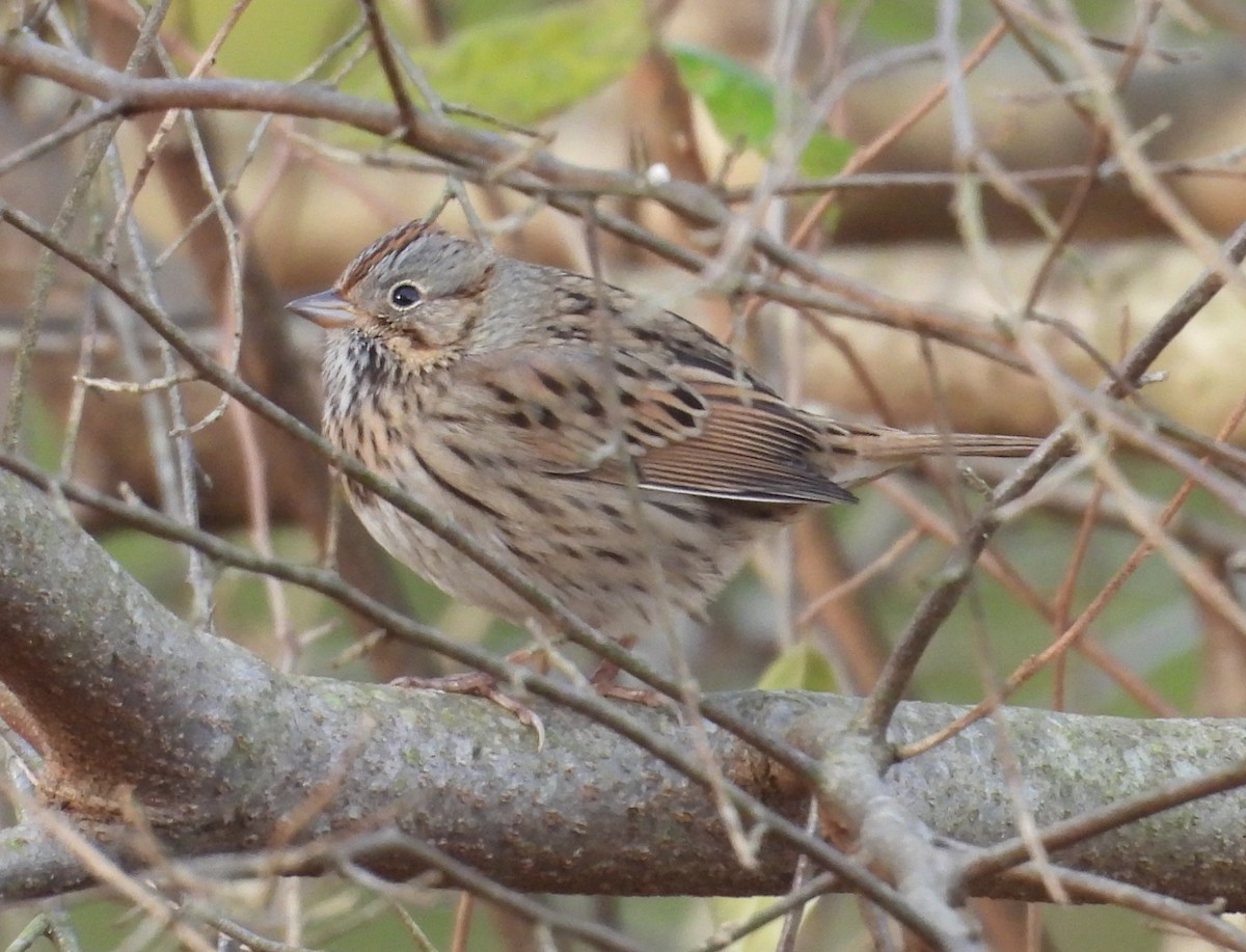 gråbrynspurv - ML644676350