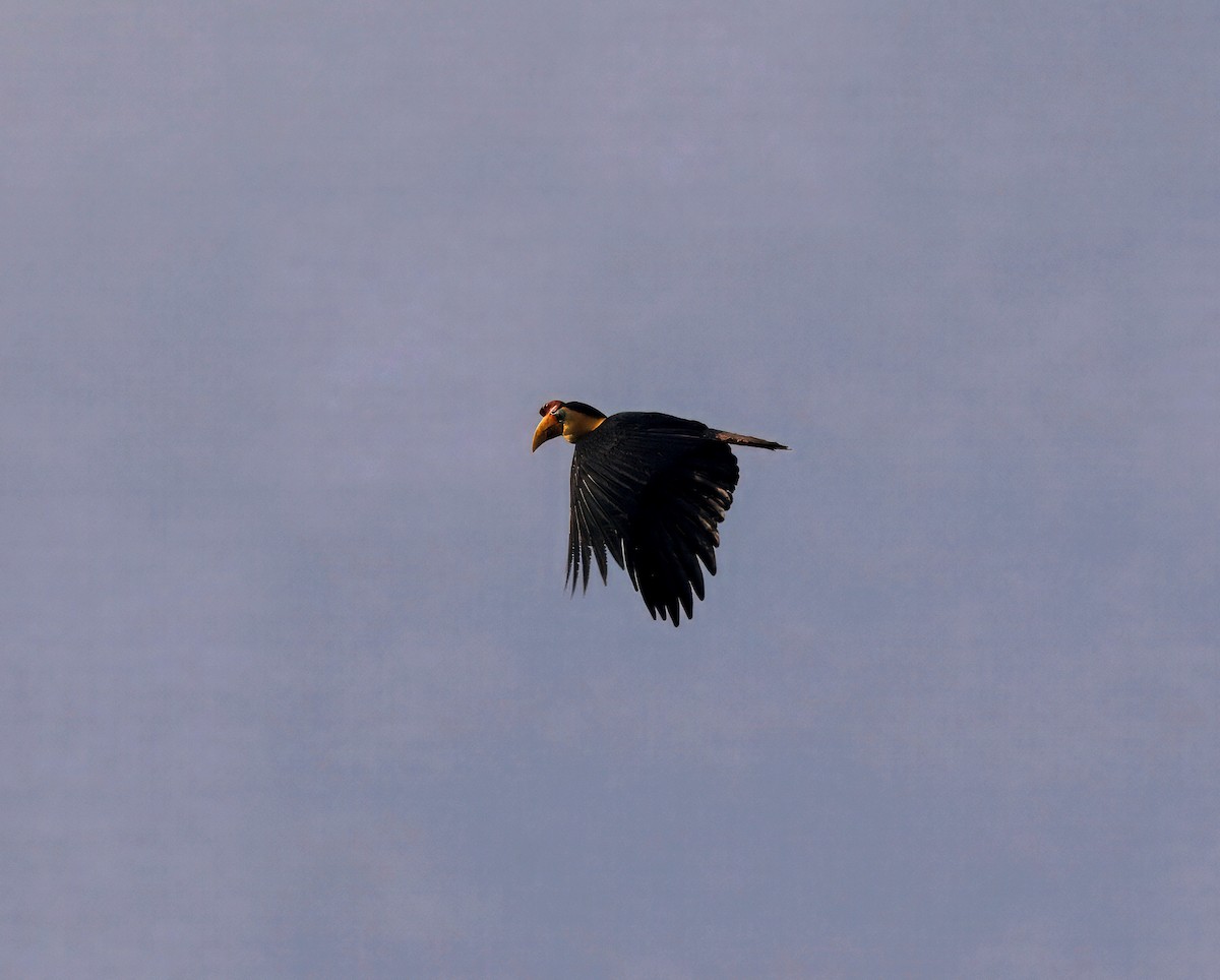 Wrinkled Hornbill - ML644676351