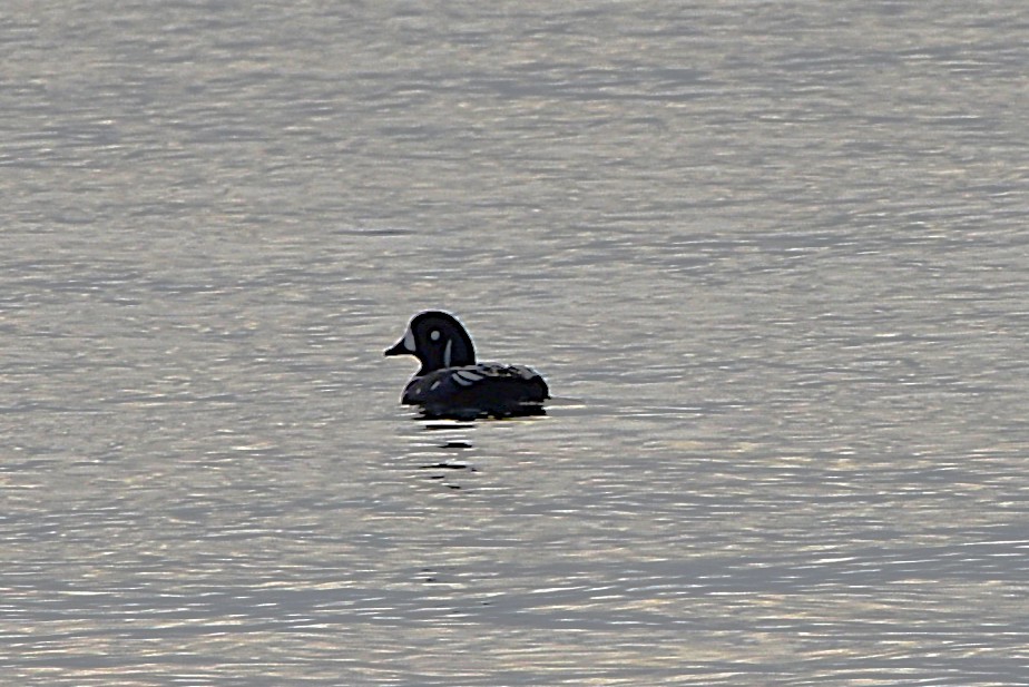 Harlequin Duck - ML644676352