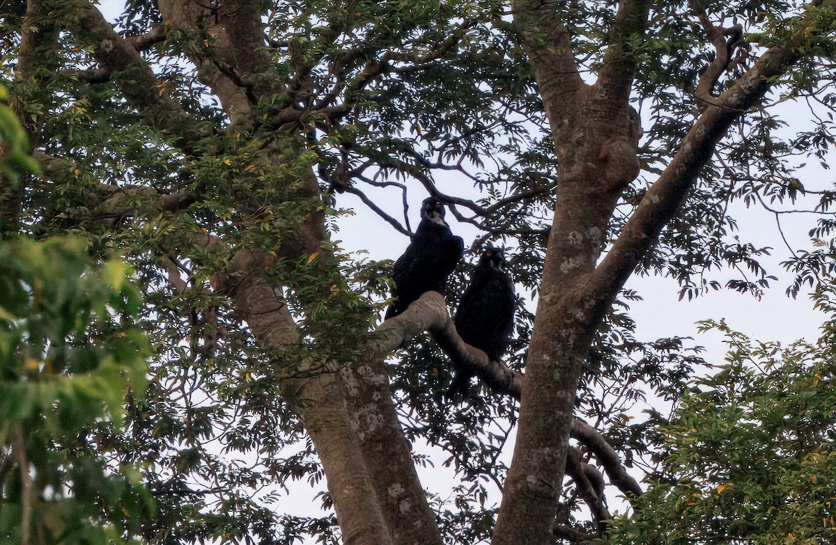 Bat Hawk - ML644676355