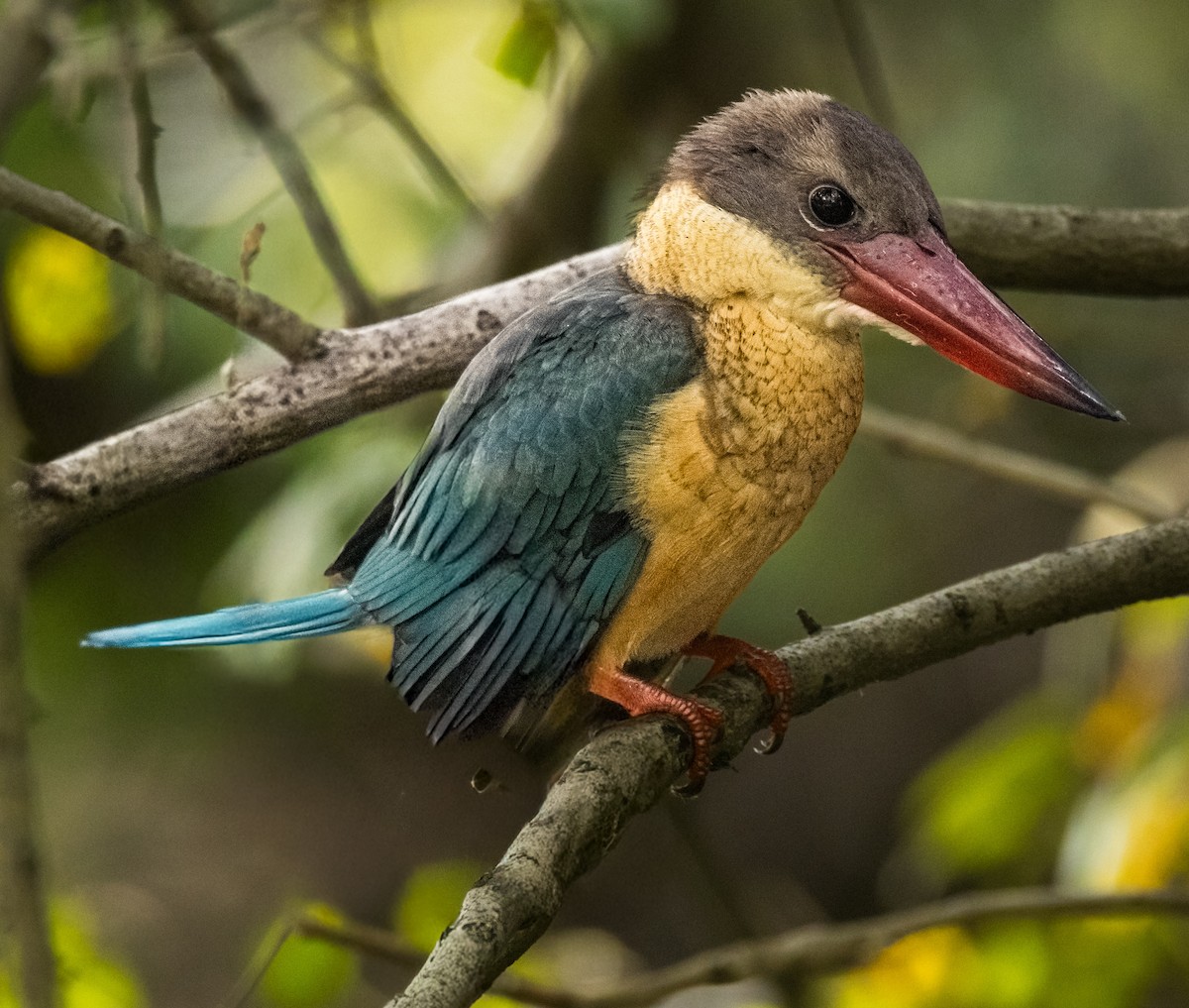 Stork-billed Kingfisher - ML644676356