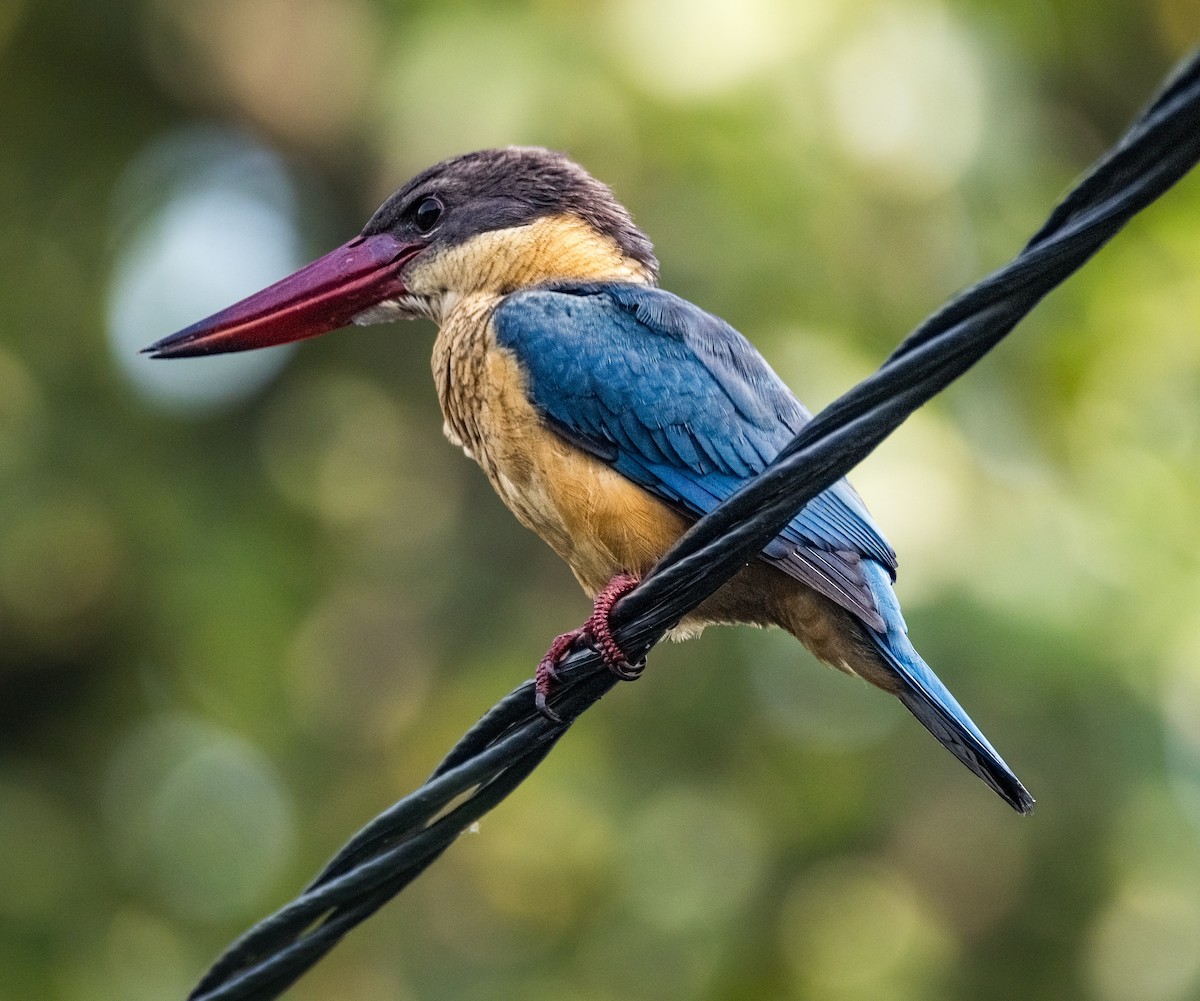 Stork-billed Kingfisher - ML644676357