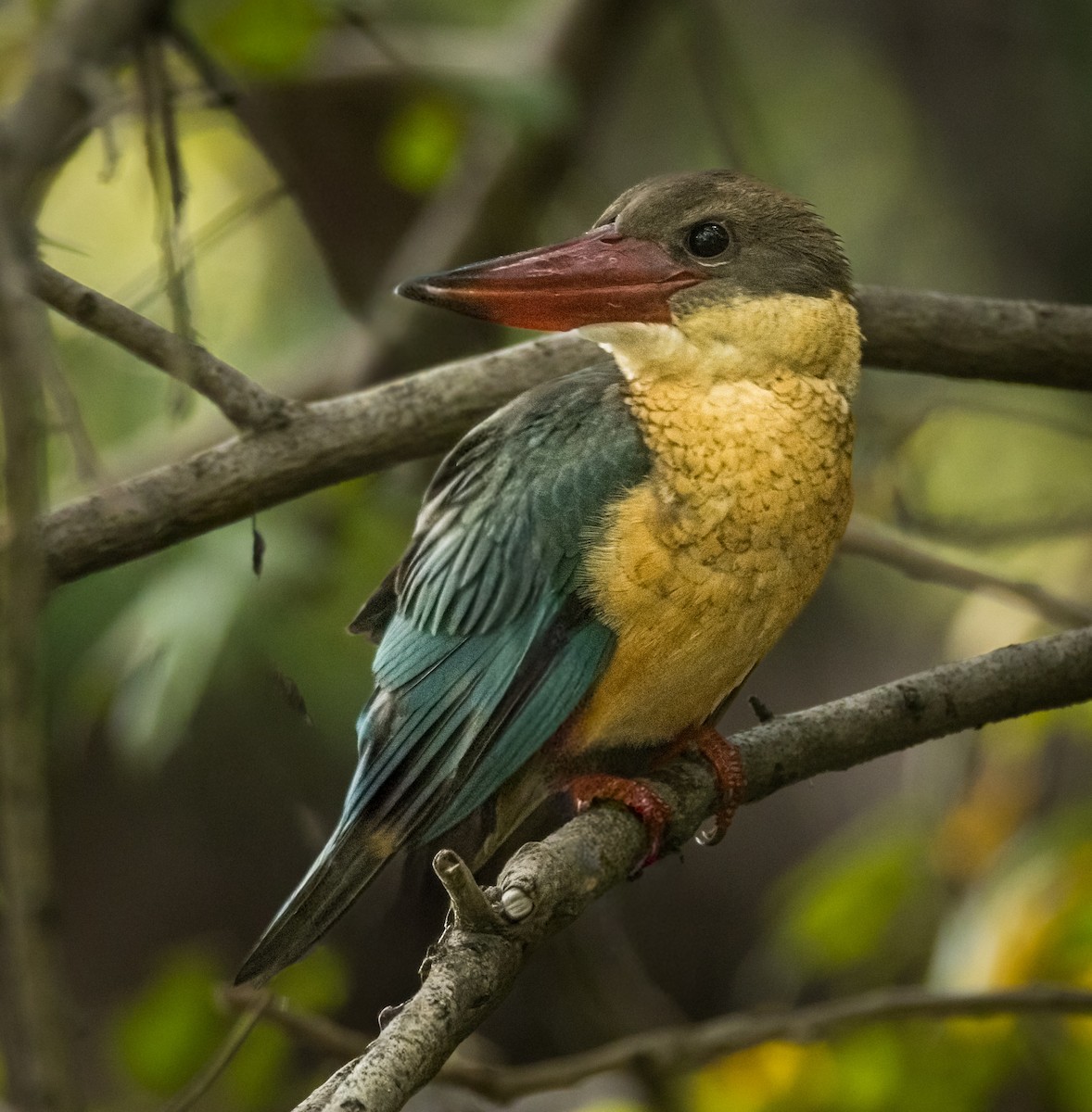 Stork-billed Kingfisher - ML644676358
