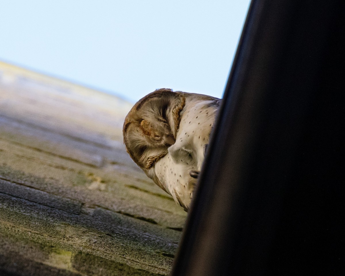 American Barn Owl - ML644676359