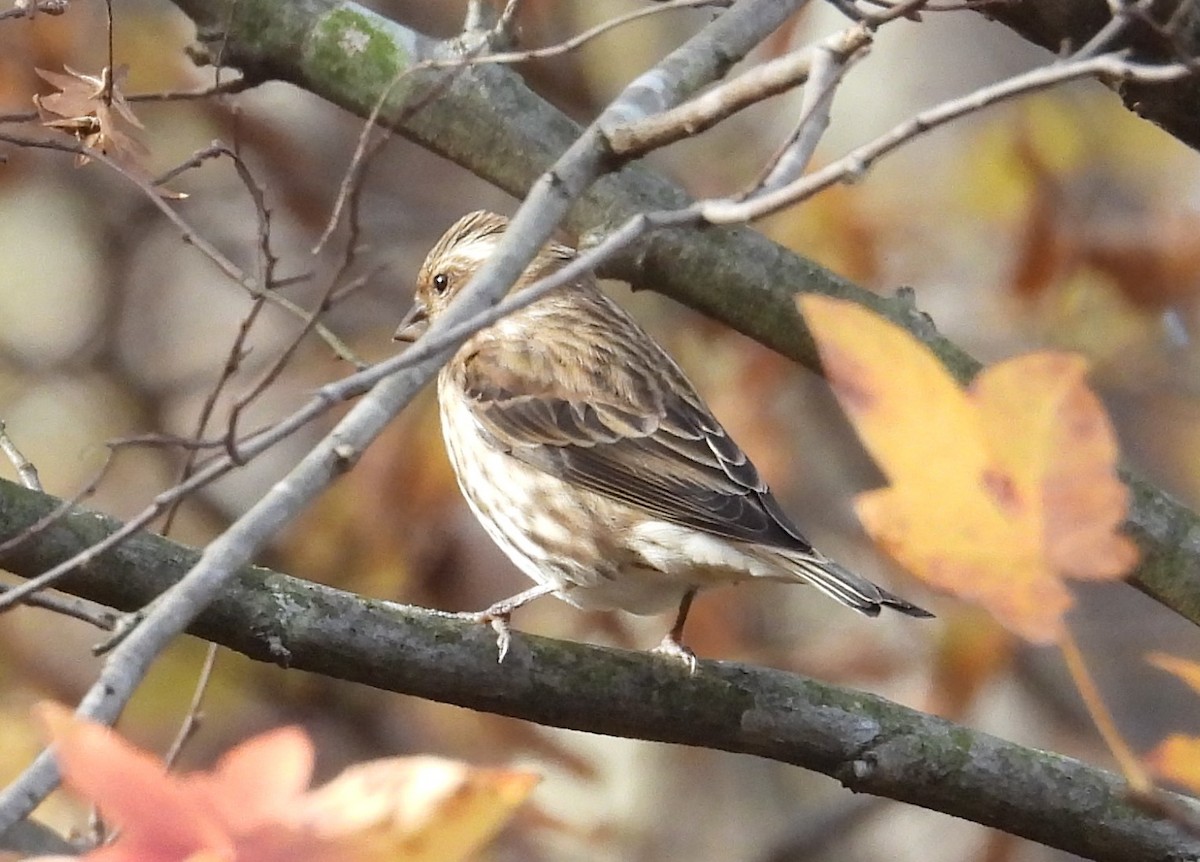 Purple Finch - ML644676360